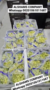 Public product photo - Fresh grapes from Egypt ready to be exported to your destination with high quality.
variety : 
prime& Superior ) white )
flame( red)
packing : 4 kg per plastic box 
or 
carton ( 10 plastic bags × 250 grams) = 2.5 kg
For more information contact me
Mrs.Shimaa Mady
Salesdep    Tel&Whatsapp:00201061011687
